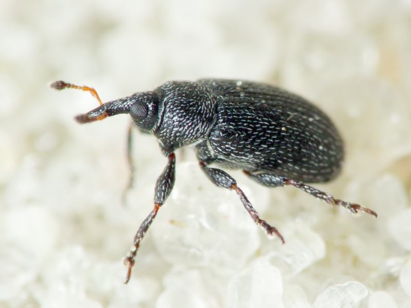 Gymnetron melanarium Germar, 1821